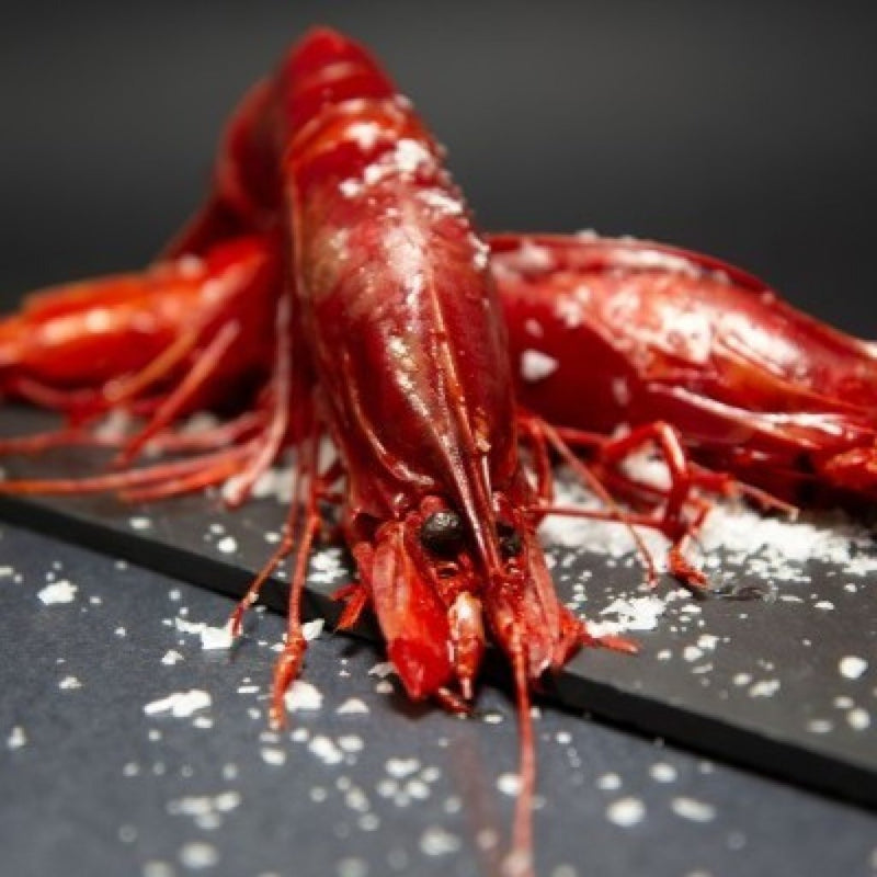 Spain Buba Camaron Jumbo Scarlet Shrimp Carabinero (5-7pcs/1kg+)