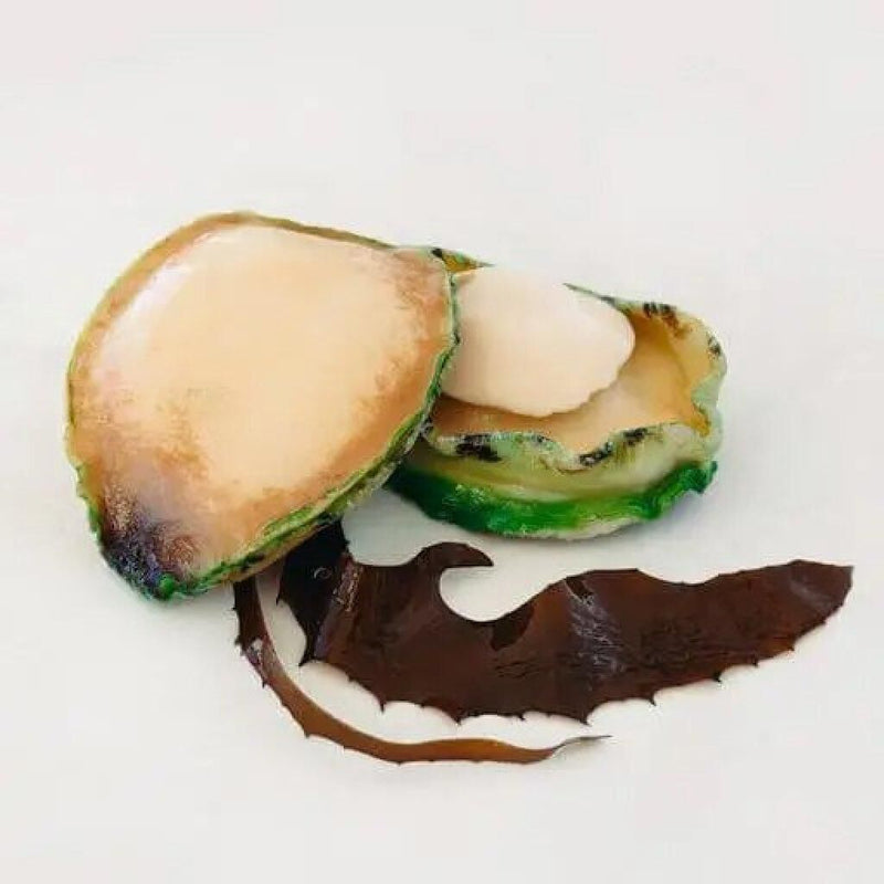 Australian Eyrewoolf Premium Wild Greenlip Abalone (2-3 pieces/lb）(Frozen)