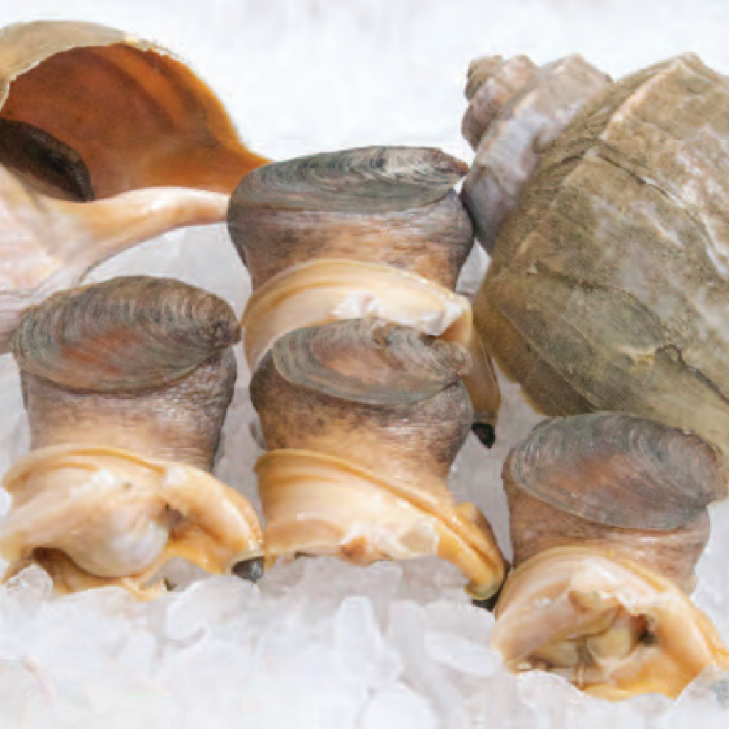 US Yellow Conch Meat XL (3 to 5) 1Kg