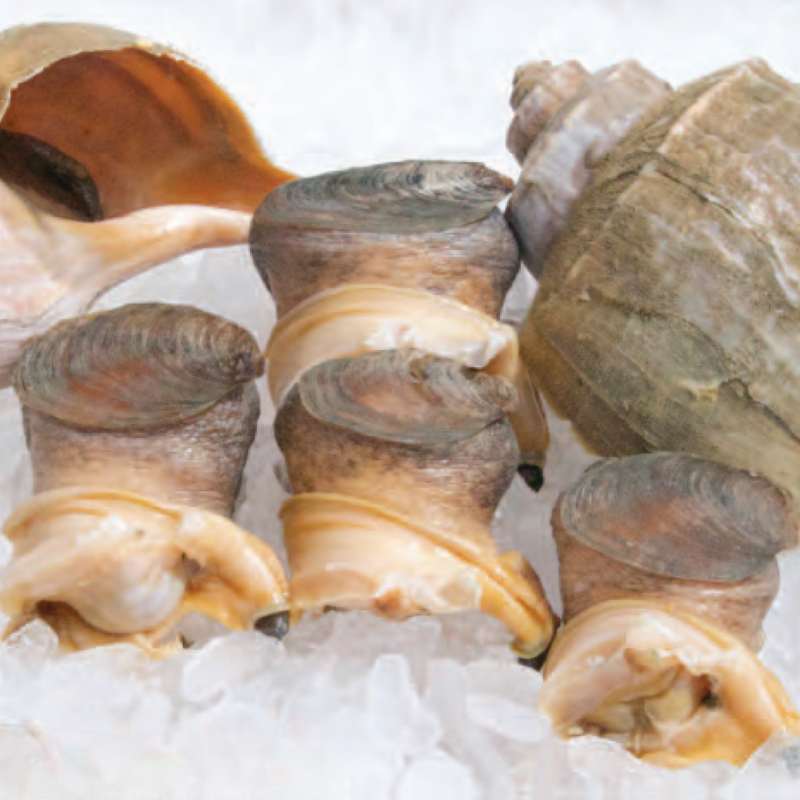 U.S. Chesapeake Wild Conch Meat M Size (5-7 pieces/lb, 3-lb box)