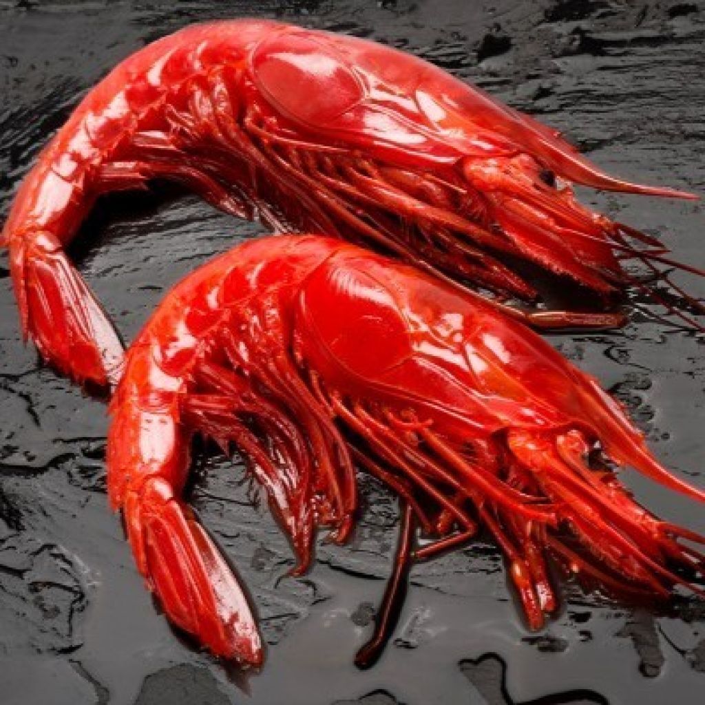 Spain Buba Camaron Jumbo Scarlet Shrimp Carabinero (8-10pcs/1kg+)  (Frozen)
