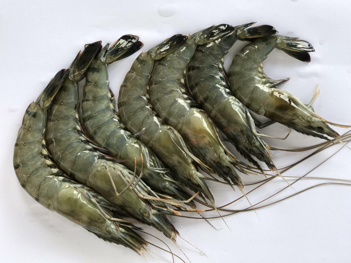 Vietnamese Black Tiger Shrimp (8 pcs) 300g